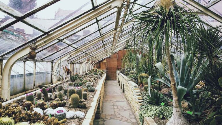 Summer garden tips