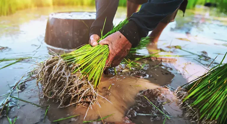 We grow products with the organic farming