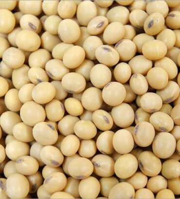 Soybean Seeds