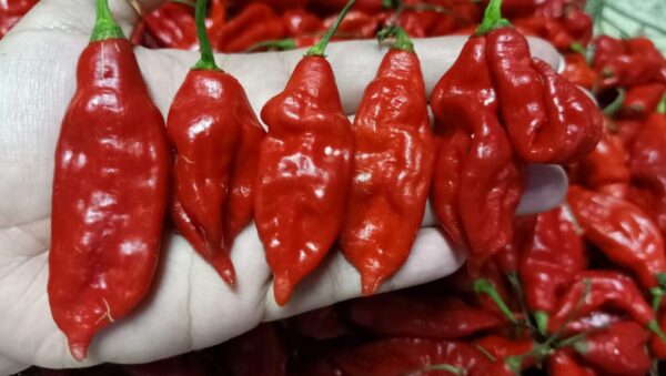 Best Aji Ahuachapan Red Chilli
