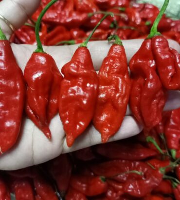 Viper Naga