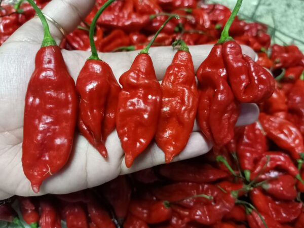 Viper Naga