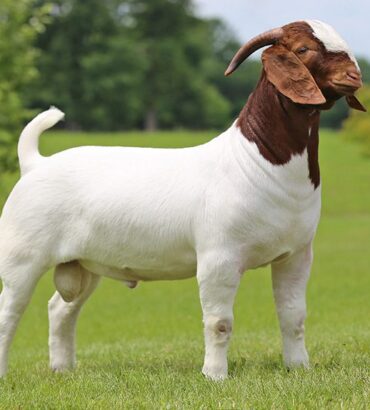 Live Boer Goats
