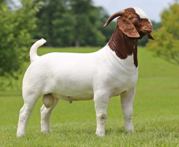 Live Boer Goats