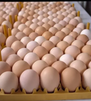 Fertilized Chicken Eggs
