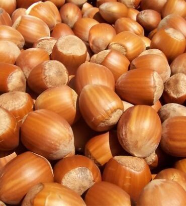 Hazel Nuts
