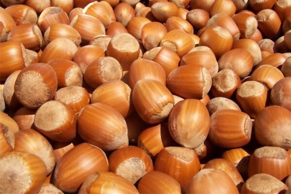 Hazel Nuts
