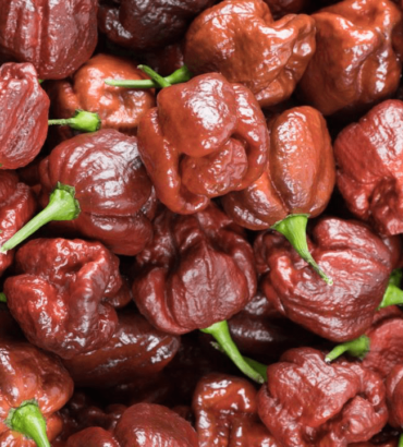 Chocolate Moruga Scorpion