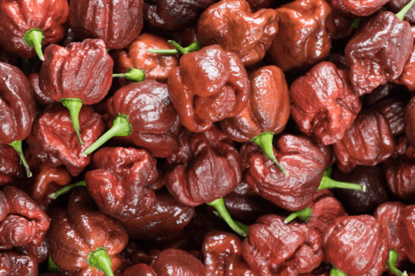 Chocolate Moruga Scorpion