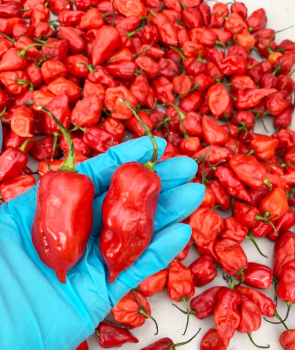 Komodo Dragon Chilli