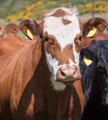 Live Cattle Futures