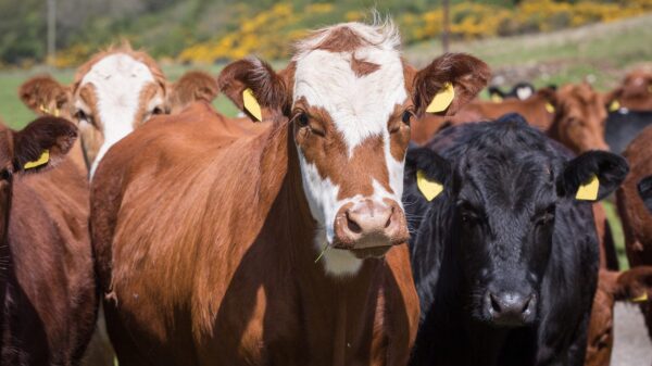 Live Cattle Futures