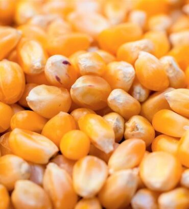 Maize Corn