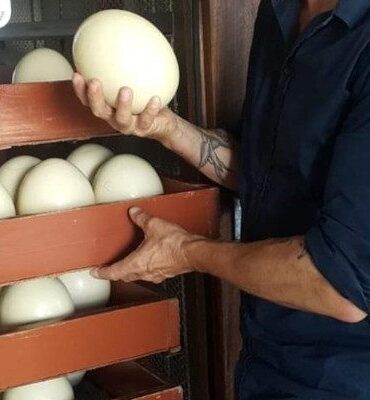 Ostrich Chicks and Fertile Ostrich Eggs