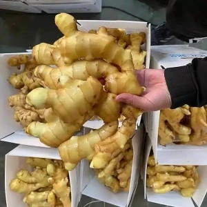 ORGANIC GINGER