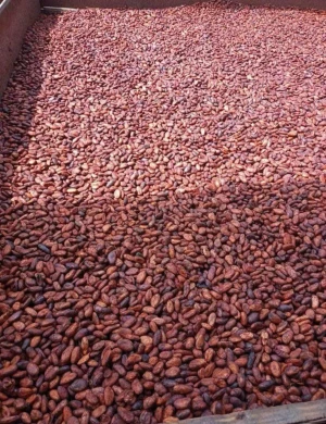 PREMIUM QUALITY ORGANIC COCOA BEANS