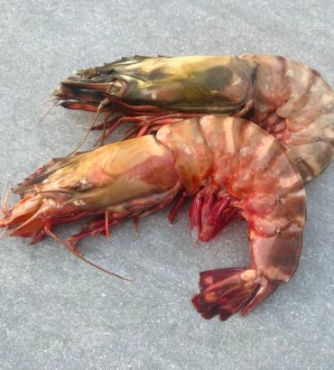 Giant Tiger Prawns
