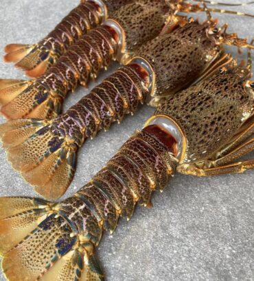 Coast Rock Lobster  | Frozen box